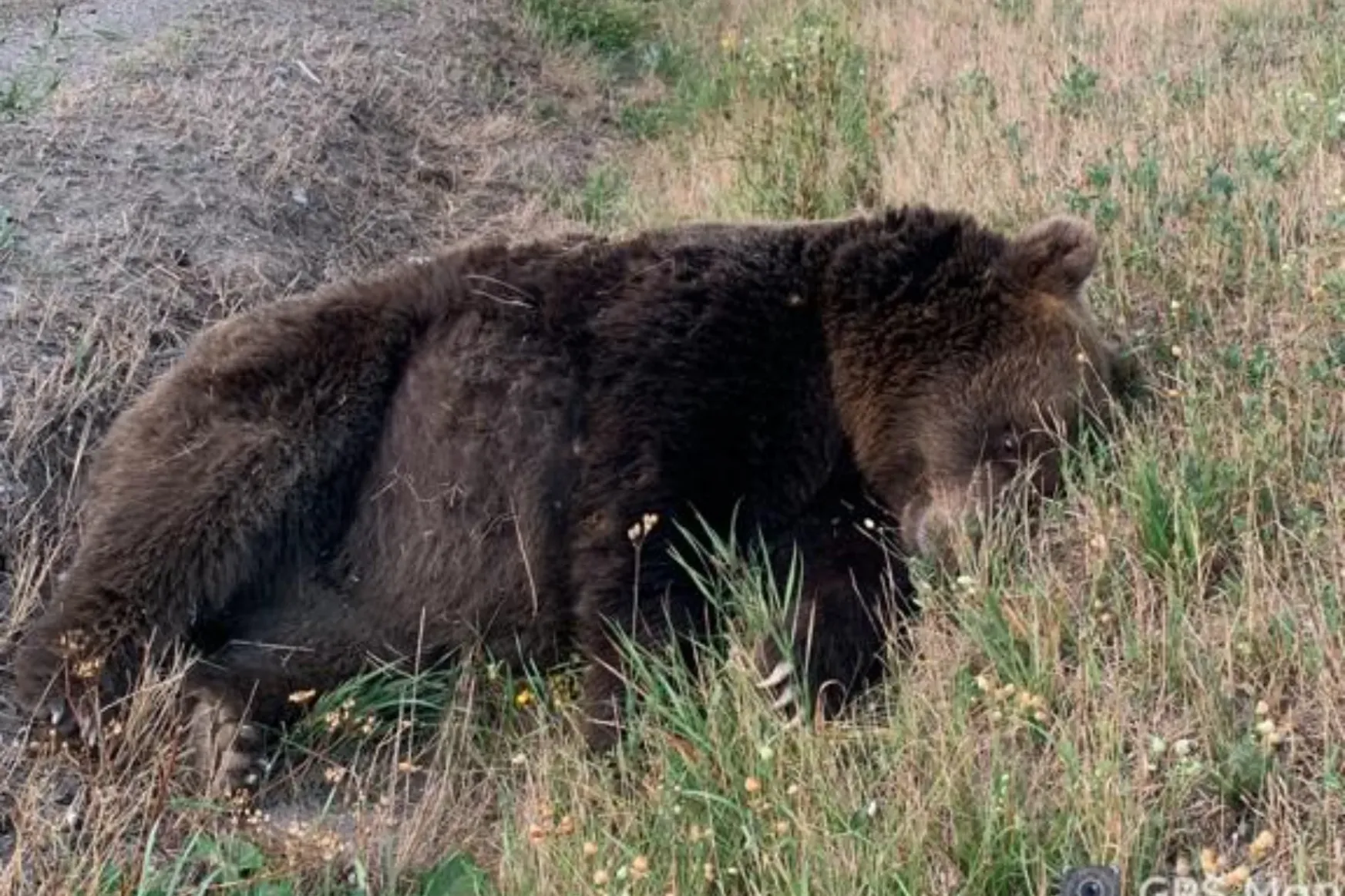Ebben az évben már tíz medvét ütöttek el Háromszéken, az elmúlt hetekben hármat