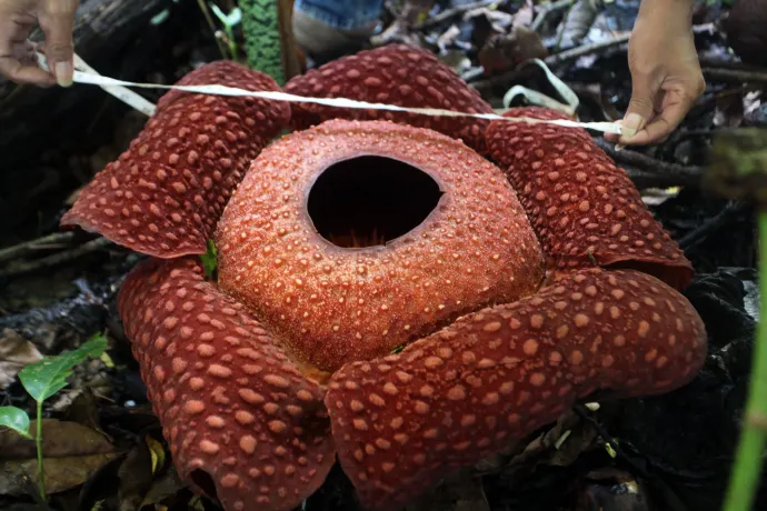 A Rafflesia átmérője egyméteres is lehet – Fotó: Adi Prima / Anadolu Agency / AFP