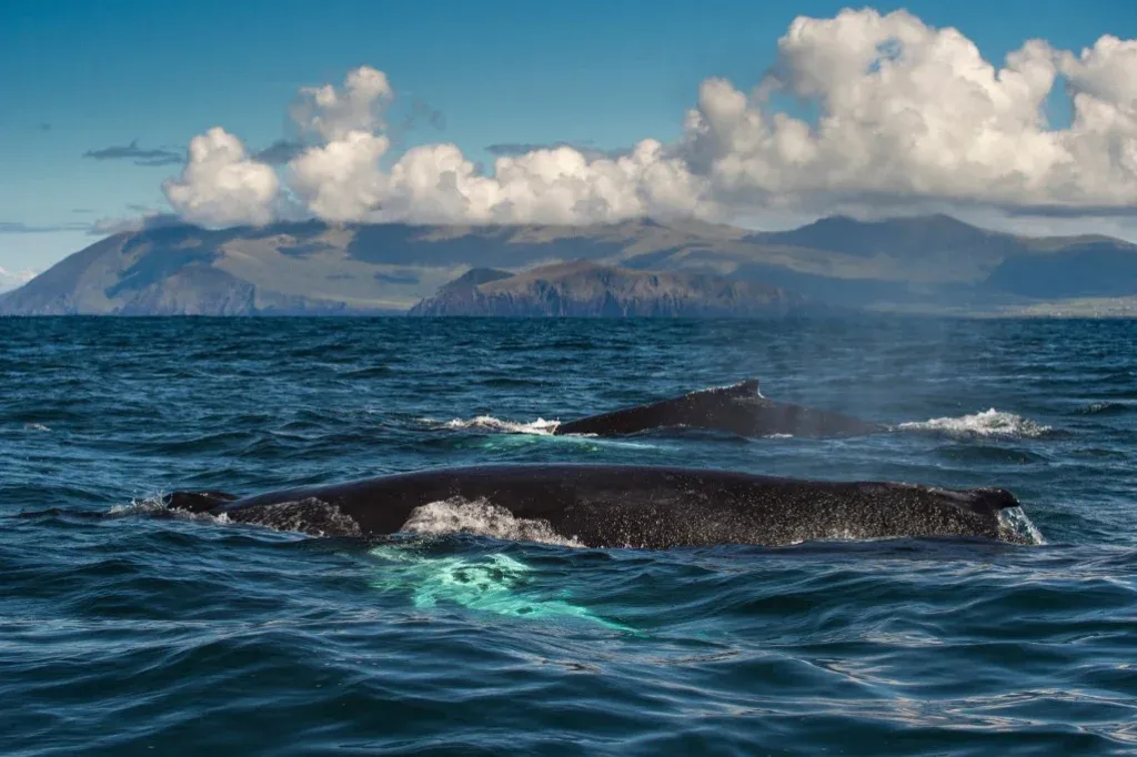 A delfinek feltekerték a hangerőt, a bálnák már okosbójának is énekelhetnek