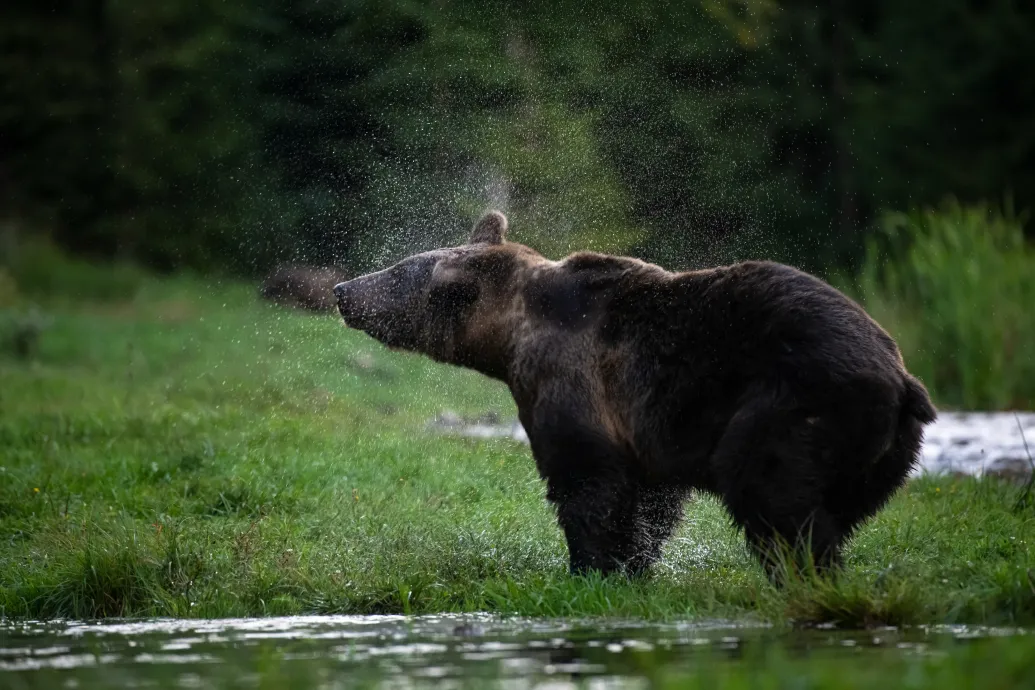 Manipulatív zagyvaságokat ír a Székelyhon a medvék számáról, az MTI pedig masszívan terjeszti az álhíreket
