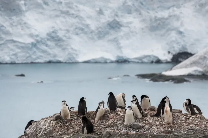 Újabb negatív rekordot döntött a tengeri jég mennyisége az Antarktisz körül