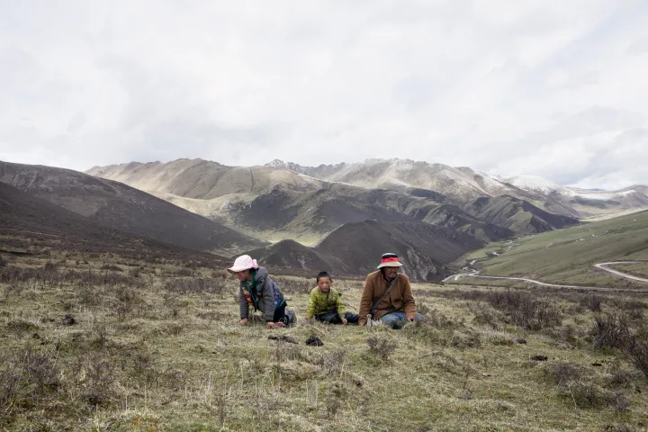 Una familia tibetana recolectando hongos oruga en mayo de 2016 - Fotografía: Giulia Marchi/The Washington Post/Getty Images