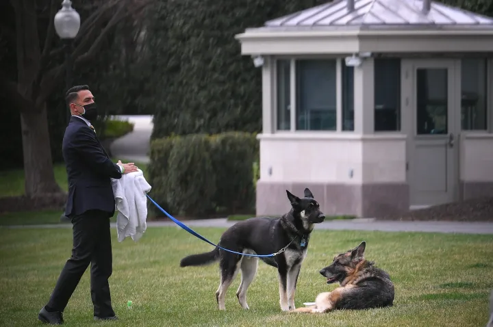 Un miembro del personal pasea a los perros del presidente por el césped de la Casa Blanca - Foto: Mandel Ngan/FAP