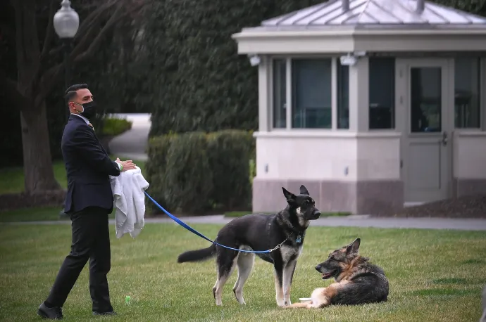 Egy alkalmazott sétáltatja az elnök kutyáit a Fehér Ház kertjében – Fotó: Mandel Ngan / FAP