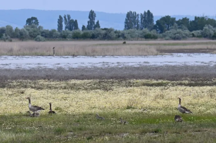 Pert nyert a Greenpeace a Fertő tóval kapcsolatban