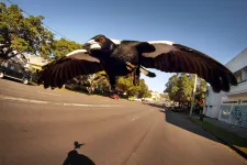 Beköszöntött a szarkaszezon Ausztráliában, zaklatják a madarak a járókelőket