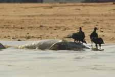 Az elmúlt napokban közel 100 édesvízi delfin teteme sodoródott partra Brazíliában