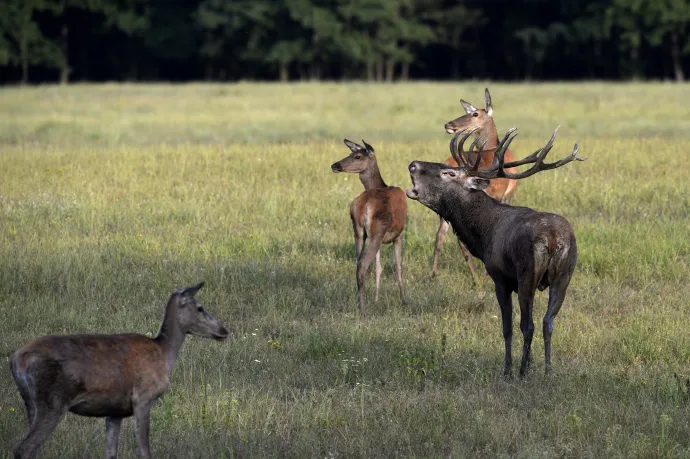 A közútkezelőre tolta a felelősséget a kormány a vadgázolásnál