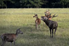 A közútkezelőre tolta a felelősséget a kormány a vadgázolásnál