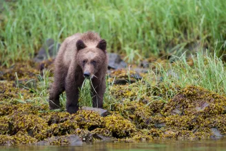 Két embert megölt egy medve Kanadában