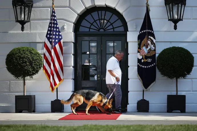 Egy dolgozó sétáltatja Parancsnokot a Fehér Ház udvarán 2022. augusztus 9-én – Fotó: Chip Somodevilla / Getty Images / AFP