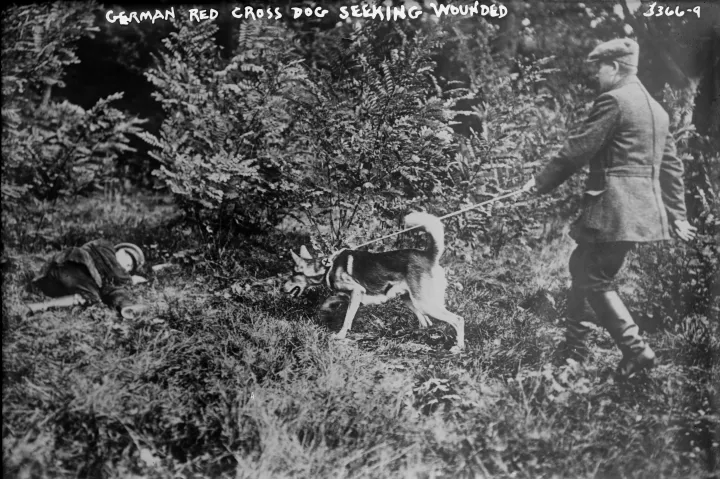 Hombre alemán con perro de la Cruz Roja buscando soldados heridos en la Primera Guerra Mundial - Imagen: Biblioteca del Congreso