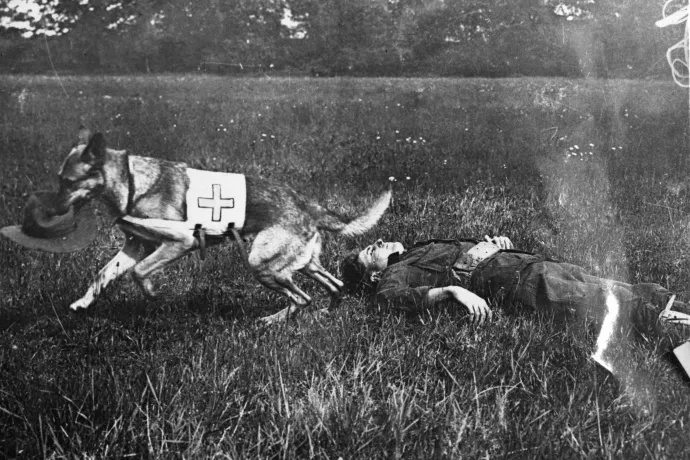 Sebesült katona kalapjával tér vissza a bázisra egy kutya 1917-ben – Fotó: Library of Congress