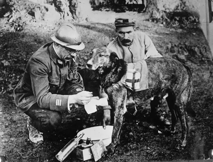Francia orvosi kutya 1916–1917 táján – Fotó: Library of Congress