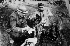Haldokló katonákat vigasztaltak a kegyelemkutyák az első világháborúban
