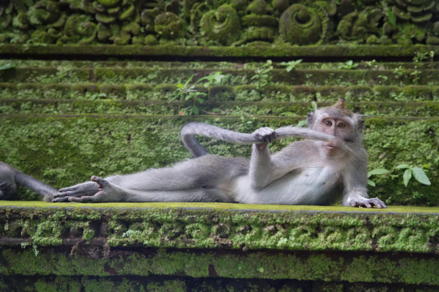 From YOLO seals to air-guitar kangaroos – these are the funniest animals in this year's Comedy Wildlife Photo Contest