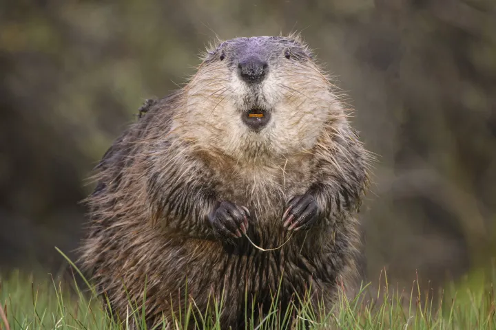Beaver obtained using dental floss - Photo: Jørn Vangoedtsenhoven / Wildlife Comedy 2023