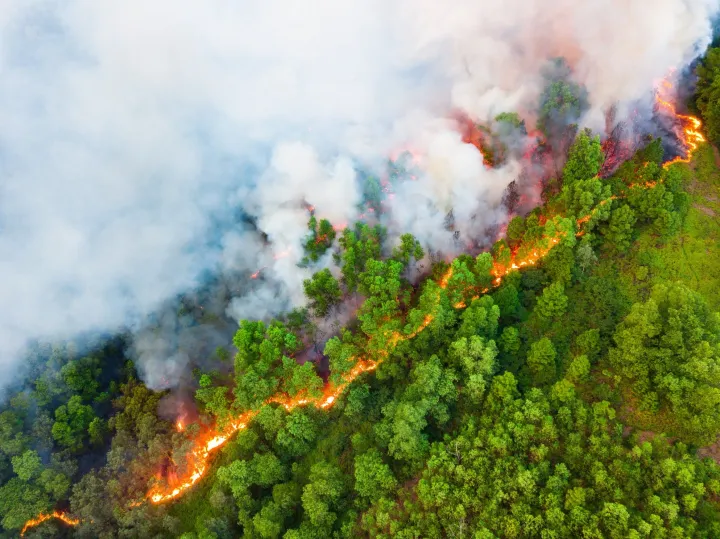Erdőtűz Vietnámban– Fotó: Tran Tuan