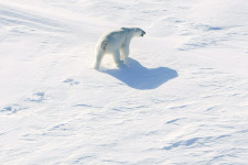 Olvad az Északi-sark, de mikor olvad el?