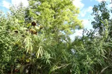 Saját fogyasztásra termesztett 100 tő marihuánát egy brit nő Kaposvár környékén