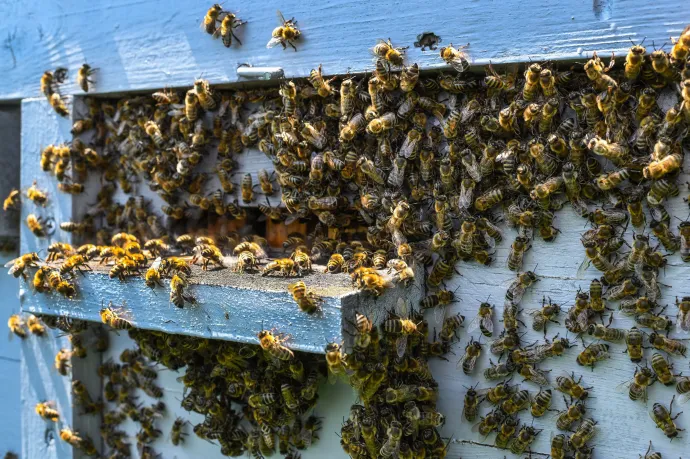 A méhek méztermelése turbófokozatba kapcsolt, de könnyen jöhet az összeomlás