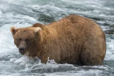 Egy harcias nőstény lett az idei Kövér Medve Hét győztese Alaszkában