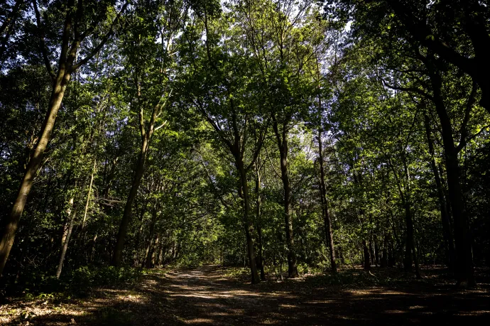 Városi erdőket telepítene a környezetvédelmi minisztérium