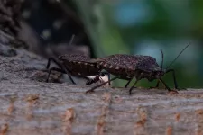 Ártalmatlanok a lakásokba behúzódó poloskák, de ajánlott óvatosan bánni velük