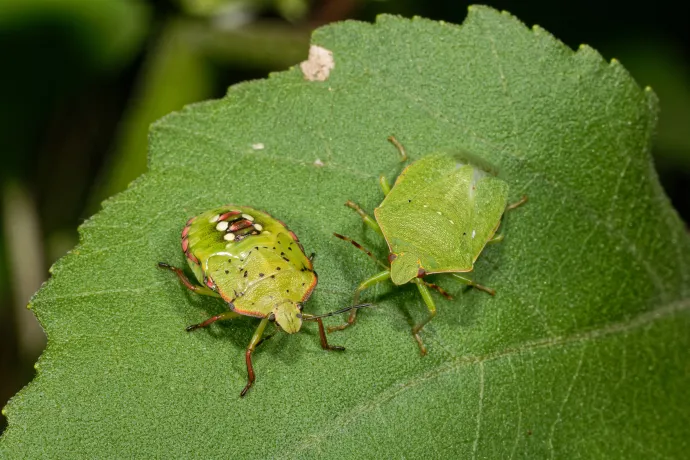 Zöld vándorpoloska (Nezara viridula). Balra egy lárva, jobbra pedig egy kifejlett egyed, ami már egyszínű, világoszöld – Fotó: Romain Garrouste / Biosphoto / AFP