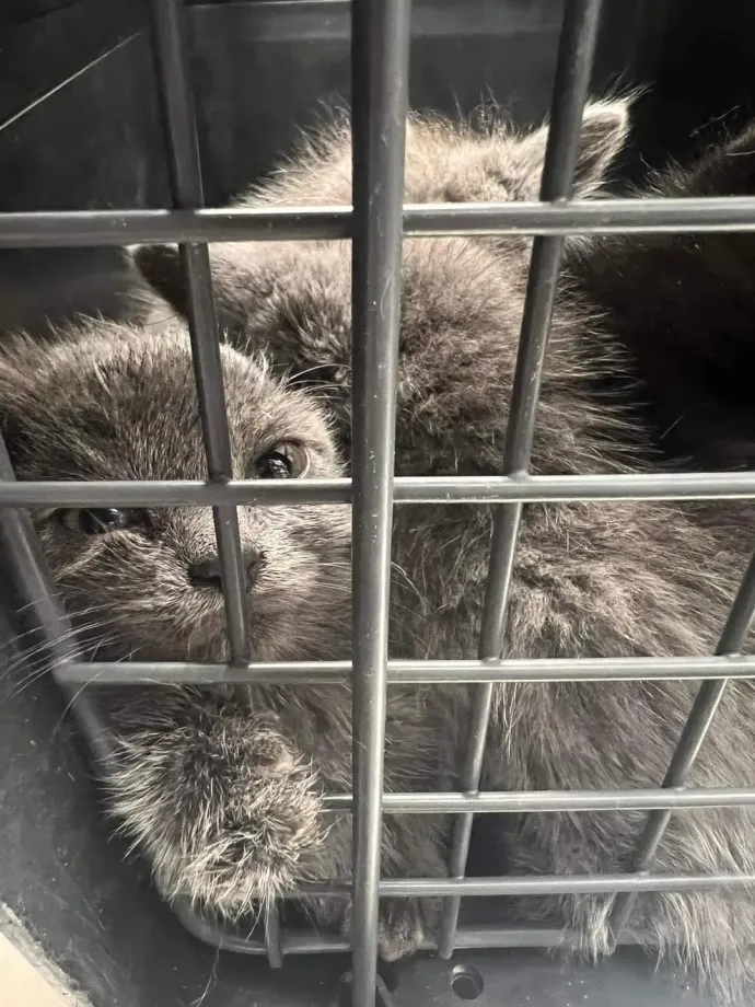 A hamuszürke cicák már az Újpesti Állatmentő Ligánál vannak – Fotó: BRFK