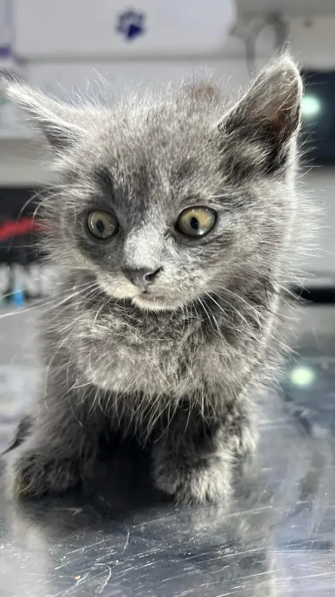 A hamuszürke cicák már az Újpesti Állatmentő Ligánál vannak – Fotó: BRFK