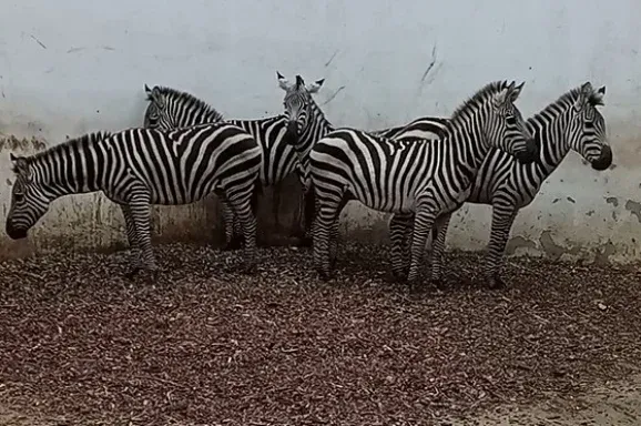 Zebrák, papagájok és egy uhu érkezett a marosvásárhelyi állatkertbe