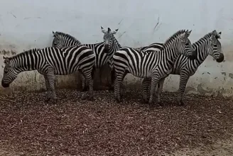 Zebrák, papagájok és egy uhu érkezett a marosvásárhelyi állatkertbe