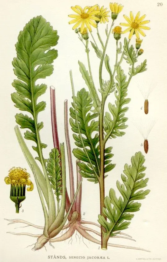 Jacobaea vulgaris – Forrás: Wikipedia