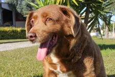 31 évesen meghalt Bobi, a világ legidősebb kutyája