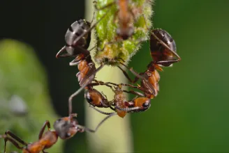 A hangyák is feltalálták, és csúcsra járatják a rabszolgatartást