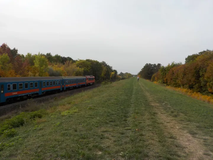 Az erdő az egyik vasútvonal mellett fekszik – Fotó: Móra Ferenc Sándor / Telex
