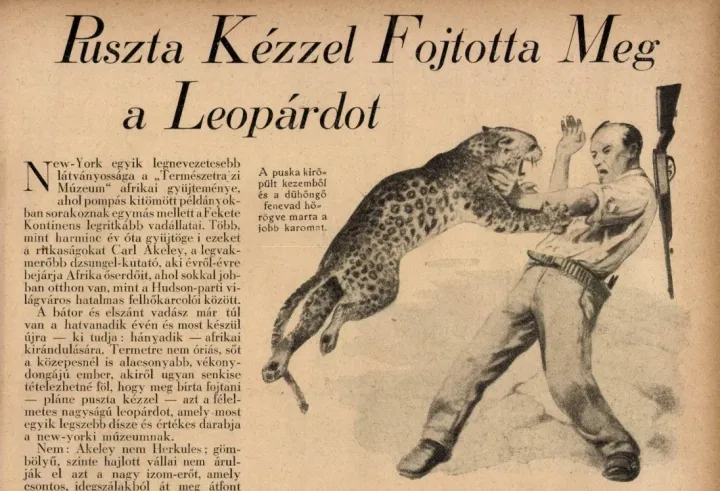 Akeley leopárdos kalandja a magyar sajtóba is eljutott – Forrás: Arcanum / Képes Krónika 1926/6. száma