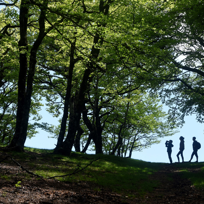 Nagy mértékben romlik az erdők állapota, a magyar erdők alig negyede egészséges