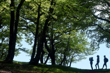 Nagy mértékben romlik az erdők állapota, a magyar erdők alig negyede egészséges