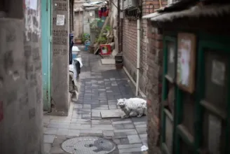 Ezer macskát mentettek meg a kínai rendőrök, amikor vágódhídra indult velük egy teherautó