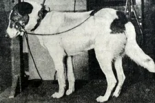 Horrorisztikus kutyakísérleteket végzett a Nobel-díjas Pavlov