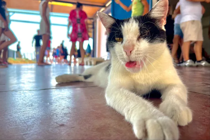 Majdnem 300 különböző arckifejezésük van a macskáknak