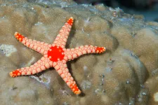 A tengericsillagnak nem is karjai vannak, hanem fura a feje