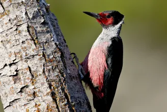 Cancel cultcsőr: több madár nevét is történelmi píszísítik Amerikában