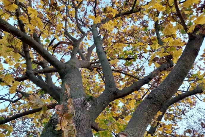 Öt napon belül a harmadik hidegfront jön
