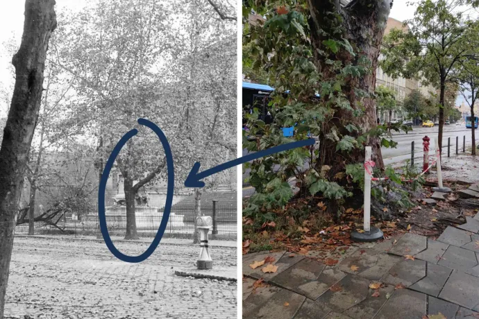 ’56-ban látta a szovjet tankokat, de már nem maradt sok ideje a Múzeum körúti óriásplatánnak