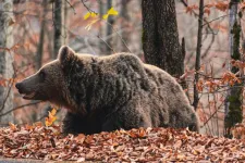 Megszavazta a szenátus az RMDSZ medvevadászatról szóló törvénytervezetét, a képviselőházon a sor