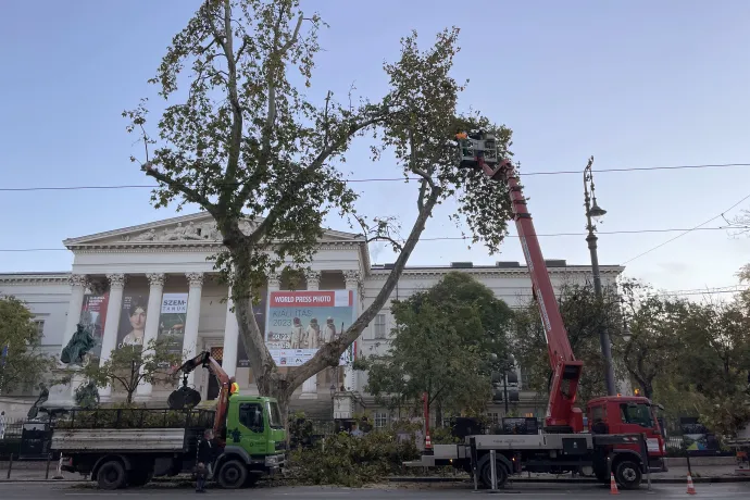 Daruskocsiról vágják vissza a fa koronáját 2023. november 7-én reggel – Fotó: Telex