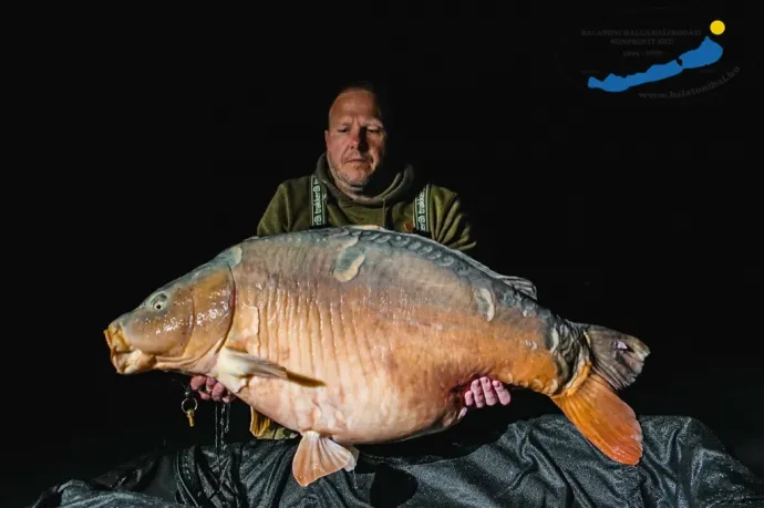 Egy év alatt másfél kilót hízott a ponty, amivel rekordot állított fel egy horgász a Balatonon